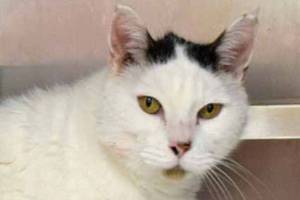 These kitty cats are purrrfect additions to the right homes