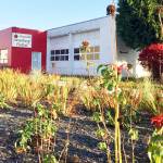 Strawberry Festival hosts open house at new digs Oct. 25