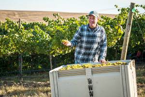 Stock up on inexpensive white wines for the holiday season