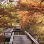 Great Plant Pick: Taxodium distichum, bald cypress