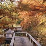 Great Plant Pick: Taxodium distichum, bald cypress