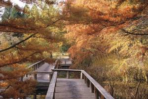 Great Plant Pick: Taxodium distichum, bald cypress