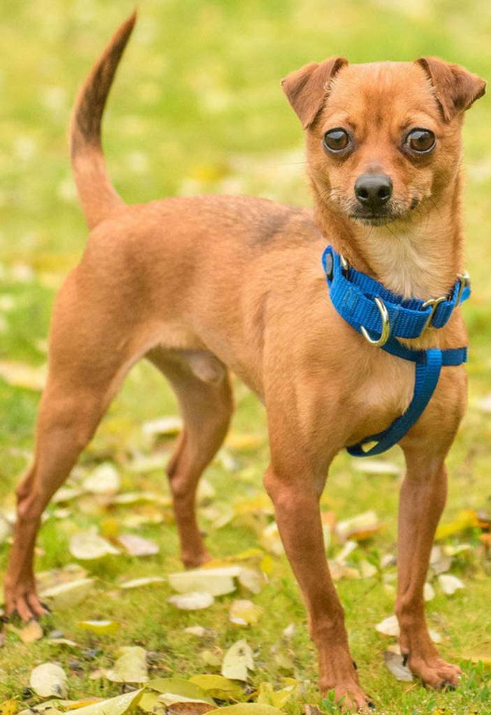 Bradley is an easy going fellow looking for a new home. He loves his people and dogs his size. He is scared of bigger dogs so would prefer a home with small dogs. He does sometimes have accidents when left home alone. He needs a home with calm respectful kids over 12. His previous owners said he is a sweet loving playful dog that requires lots of love and attention. (Curt Story/Everett Animal Shelter)