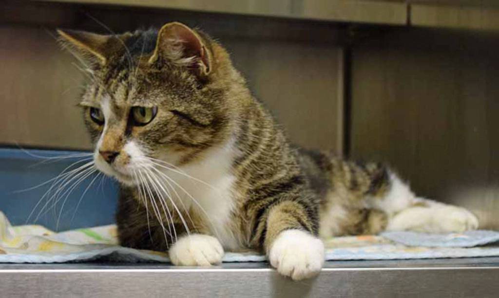 Sula is a friendly 6 year old tabby cat. His history with other cats, dogs and small kids is unknown. (Arleigh Movitz/Everett Animal Shelter)