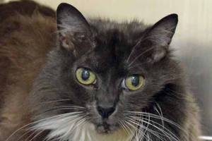 Everett Animal Shelter has a dog and five cats to adopt