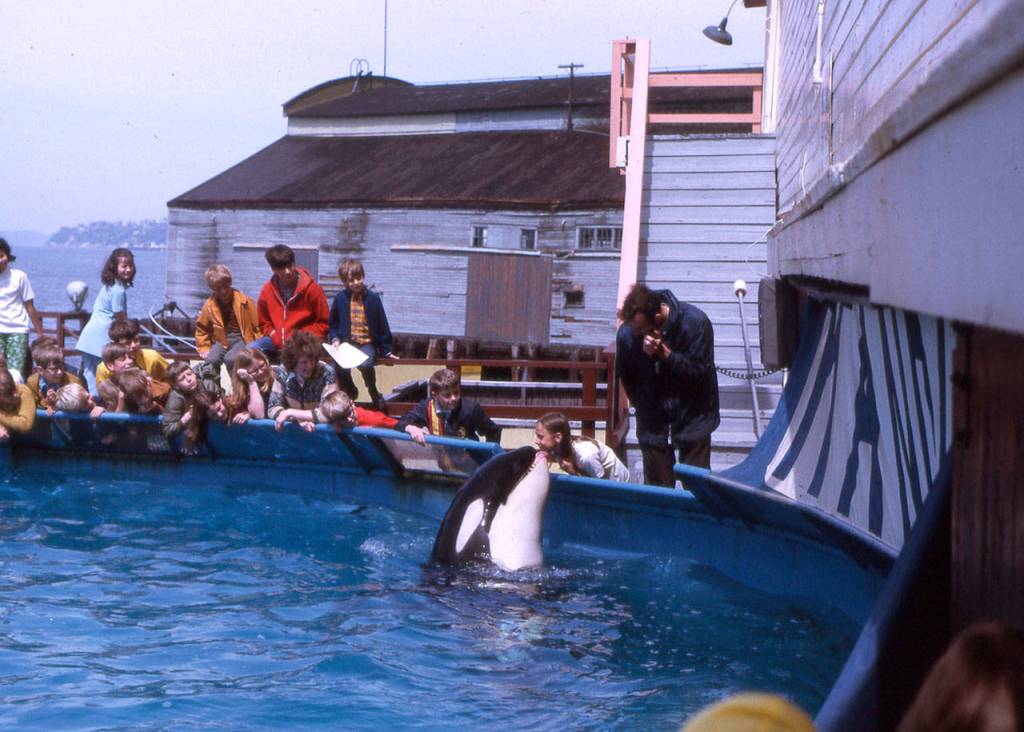 Kandu, a female orca, greets a visitor at Seattle Marine Aquarium in the late 1960s. (Courtesy of Ted Griffin)