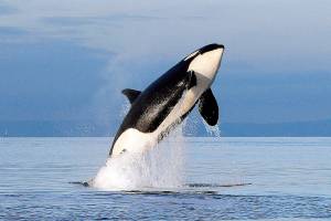 From pest to pet to icon: Our evolving relationship with orcas