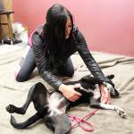 Kori Hall, a certified dog behavioral trainer, engages in touch therapy with Aurora, a rescue mutt that suffers from anxiety. (Laura Guido / Whidbey News-Times)