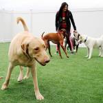 Kori Hall keeps things in order at her recently opened doggy daycare and boarding facility. (Laura Guido / Whidbey News-Times)