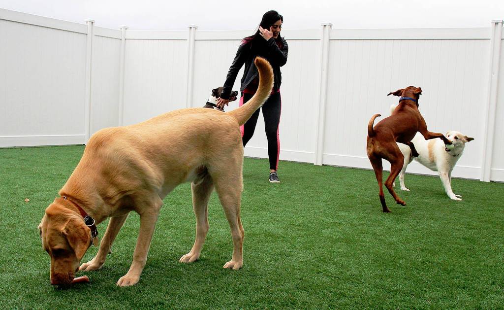 Kori Hall, owner of Koris Muttley Crew, plays with her furry kids at her new doggy daycare in Oak Harbor. (Laura Guido / Whidbey News-Times)