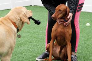 Mutts get special treatment at doggy daycare in Oak Harbor