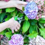 After pruning and thoroughly cleaning around the base of your roses, apply some lime and then pile up some mulch to protect the graft union from a really ugly winter. (Sunnyside Nursery)