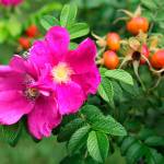 Prune roses hip high in the fall to avoid it being damaged from wind and to keep it grounded. (Sunnyside Nursery)