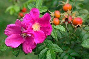 How to prune in fall and other timely chores