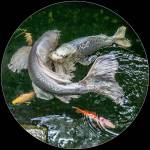 This photograph, Dancing Koi, is part of an exhibit featuring the works of Lauren Heerschap at the Mountlake Terrace Library through Nov. 30.