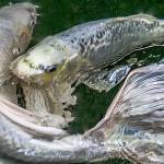 This photograph, Dancing Koi, is part of an exhibit featuring the works of Lauren Heerschap at the Mountlake Terrace Library through Nov. 30.