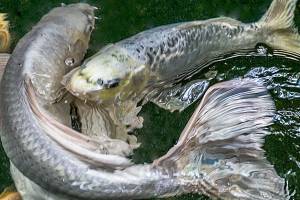 This photograph, Dancing Koi, is part of an exhibit featuring the works of Lauren Heerschap at the Mountlake Terrace Library through Nov. 30.