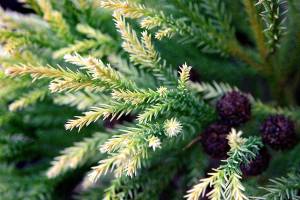 Great Plant Pick: “Sekkan Sugi” golden Japanese cedar