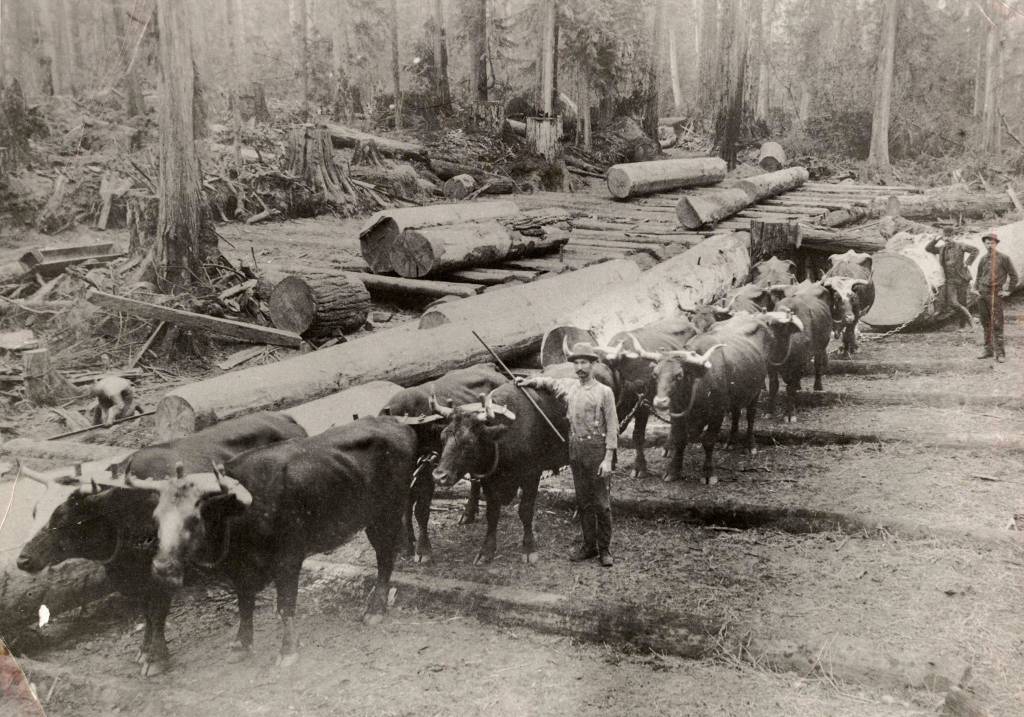 George Brackett poses with the team of oxen he used to log the old-growth forests around Edmonds. (Edmonds Historical Museum)