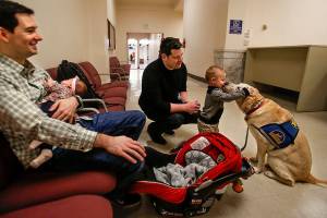 Married five years, Jeff Hebrank (left) and Chris Sullivan adopted 2-month-old Paige during National Adoption Day Friday. Their son Reed, a year and a half, has an affectionate moment with courthouse dog Lucy while awaiting the proceedings. This is a special family, Judge David Kurtz told those gathered in his courtroom. (Dan Bates / The Herald)