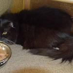 Boots is a shy cat in till she get to know you. She will need a home that will give her time to settle in to her new routine. She would really like a quiet, mellow home in her golden years. Once she is settle in, she does enjoy playing with toy mice and curling up in a nice warm lap. (Arleigh Movitz/Everett Animal Shelter)