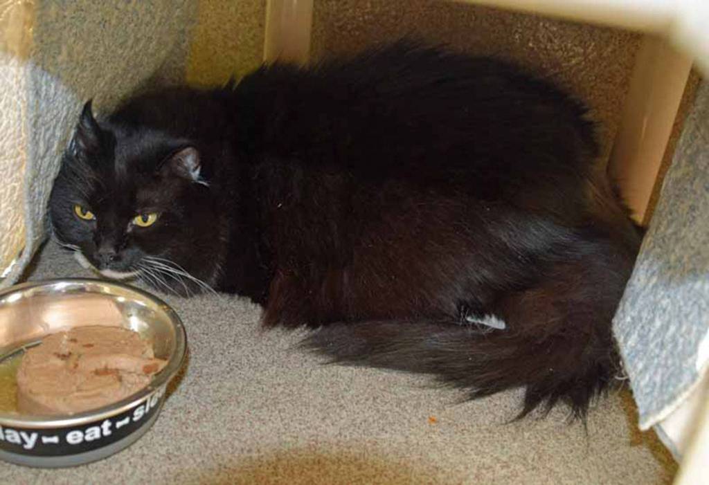 Boots is a shy cat in till she get to know you. She will need a home that will give her time to settle in to her new routine. She would really like a quiet, mellow home in her golden years. Once she is settle in, she does enjoy playing with toy mice and curling up in a nice warm lap. (Arleigh Movitz/Everett Animal Shelter)