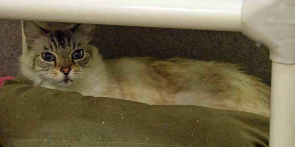 Dill is quite the dreamboat with those blue eyes and handsome markings. And hes the most lovable lap cat ever! Dill came to us with a large wound on his side which has taken several weeks to heal. He has been enjoying being an office cat during that time and never misses an opportunity to sit in a lap. He is very loving with his purring, rubbing, and kneading. And despite being an older gentleman, he will definitely get sparks of energy and will gladly chase or roll around with toys. He likes other cats, but we do not know if he has lived with dogs, so a slow introduction is recommended. Dill has it all, personality and looks, so come meet him today! (Arleigh Movitz/Everett Animal Shelter)