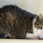 Lucky is a friendly but laid back 4 year old. His history with other pets and young kids is unknown. (Arleigh Movitz/Everett Animal Shelter)