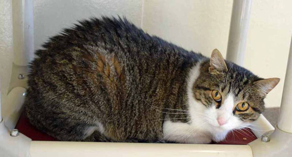 Lucky is a friendly but laid back 4 year old. His history with other pets and young kids is unknown. (Arleigh Movitz/Everett Animal Shelter)