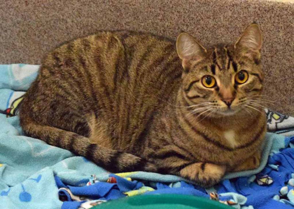 One year old Pennsylvania is a fun people, cat-loving cat. Pennsylvania has lived with other cats and dogs BUT will still need a slow introduction to any resident pets. Pennsylvanias history with young kids is unknown. (Arleigh Movitz/Everett Animal Shelter)