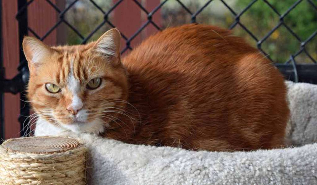 Ruby was left behind when her owners moved away so some kind neighbors brought her here to find a new home. Weve noticed that she likes to be pet, but not held too tightly. Rubys microchip information tells us shes eight years old. Shell be so grateful to whoever will take loving care of her for the rest of her life. (Arleigh Movitz/Everett Animal Shelter)