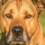 These cats (and a dog) are ready to be adopted