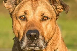 These cats (and a dog) are ready to be adopted