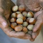 A farmer holds a handful of hazelnuts in Canby, Oregon, in 2007. Hazelnut growers in Oregon were anticipating a record-high crop in 2018, although it appears the harvest is coming in short of expectations. (Doug Beghtel/The Oregonian via AP, File)