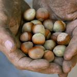 A farmer holds a handful of hazelnuts in Canby, Oregon, in 2007. Hazelnut growers in Oregon were anticipating a record-high crop in 2018, although it appears the harvest is coming in short of expectations. (Doug Beghtel/The Oregonian via AP, File)