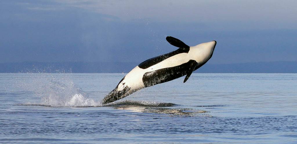 In this 2014 photo, a female orca leaps from the water while breaching in Puget Sound west of Seattle, as seen from a federal research vessel. (AP Photo/Elaine Thompson, File)