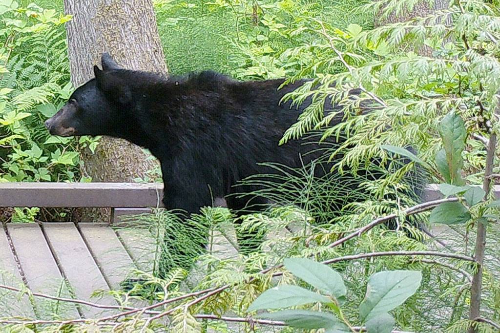 Smile! Or growl. You’re on the wildlife candid camera