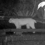 A bobcat is caught on a wildlife camera Nov. 5 at the Northwest Stream Center in Everett. (Northwest Stream Center)