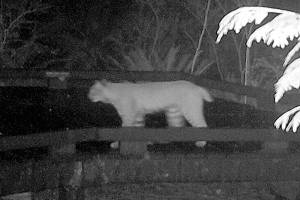A bobcat is caught on a wildlife camera Nov. 5 at the Northwest Stream Center in Everett. (Northwest Stream Center)