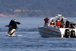 Editorial: Solutions for saving our salmon and orcas