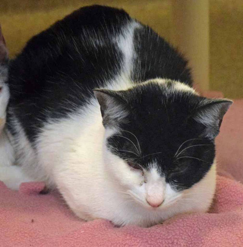 Chevy is a timid cat who needs an adopter with experience in living with cats like this. It may take some time and patience for Chevy to come out of his shell, but once he does he is sure to be a wonderful, loyal pet. He has lived well with other quiet cats and would do best in a calm environment without active children or pets. Earning a timid cats trust and love can be a very rewarding experience. Are you up for the challenge? (Arleigh Movitz/Everett Animal Shelter)