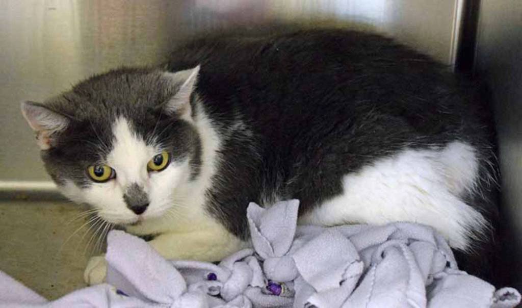 Jasmine is a mellow senior cat looking for a quiet, low-stress home with lots of environmental enrichment. Her history with other cats, dogs and young kids is unknown. (Arleigh Movitz/Everett Animal Shelter)