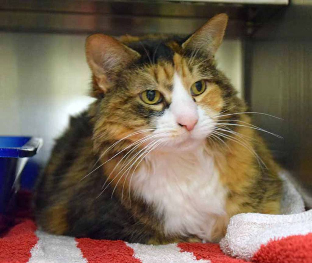 Knubbins is a quiet cat, but enjoys hanging out with her family. She likes to sit or curl up with you and watch some TV or read a book. Knubbins would enjoy having wet food at once a day. She recently had a dental and being a senior she thinks she needs to be spoiled. (Arleigh Movitz/Everett Animal Shelter)