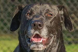 These cats and dogs would be thankful for new homes