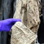 A name stenciled on the inside of a shirt may help to solve a 40-year-old cold case from the Lynnwood area. Bones that were found near the shirt were examined Nov. 13 at the Snohomish County Medical Examiner. (Kevin Clark / The Herald)