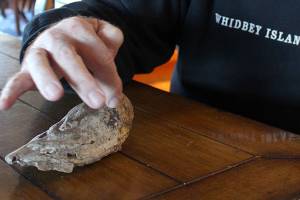 Puppy digs up woolly piece of Whidbey history