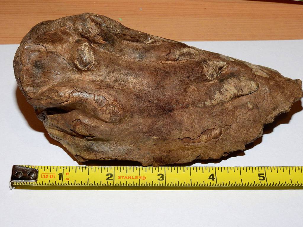 Puppy digs up woolly piece of Whidbey history