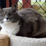 Bear Bear is a friendly cat but also likes to have her independence at times. Even though Bear Bear is a technically a senior, she still enjoys playing with toys and climbing a cat tree. She has lived with other cats and dogs and has done OK with them. A slow introduction to any resident cats and dogs will ease the transition. She has not lived with young kids so theyll all have to be supervised as they get to know each other. (Arleigh Movitz/Everett Animal Shelter)