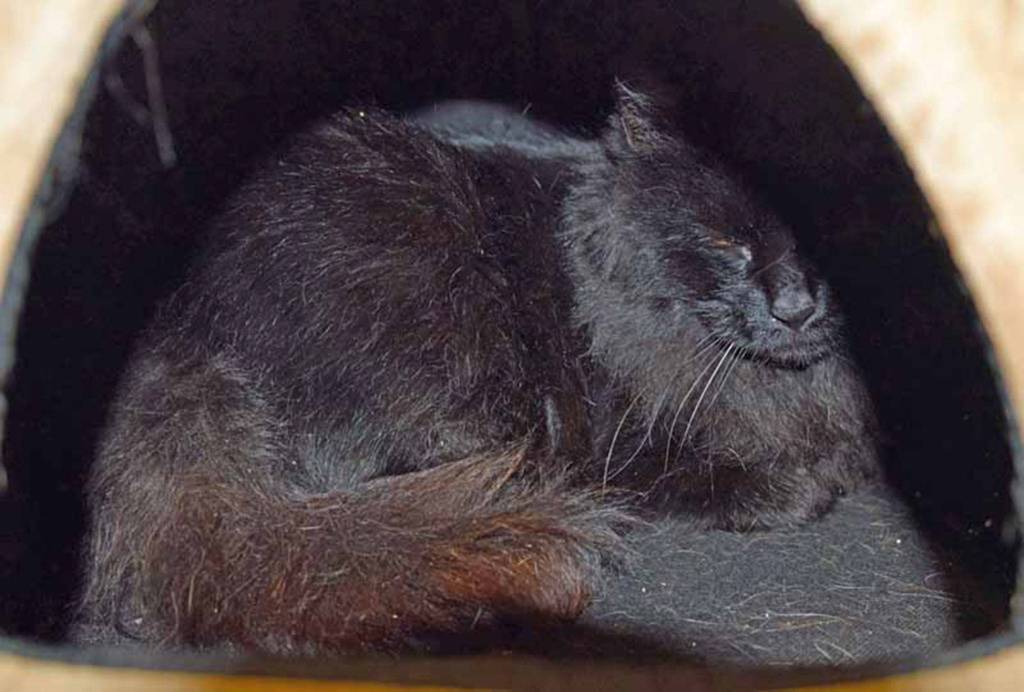 Cole is a friendly guy. He enjoys hanging out with staff and volunteers. We do not know his history with other pets or young kids. They will need a slow introduction. (Arleigh Movitz/Everett Animal Shelter)