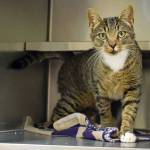 4 year old Creek is a friendly gal. She enjoys hanging out with staff and volunteers. We do not know her history with other pets or young kids. They will need a slow introduction. (Arleigh Movitz/Everett Animal Shelter)